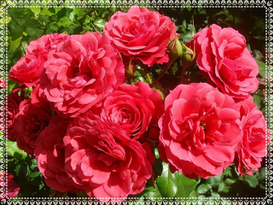 Cherry Girl róże rabatowe